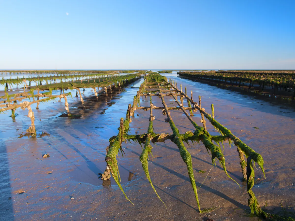 Dégustation d'huîtres en cabane